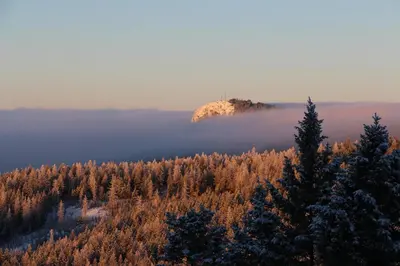 a view of a forest with a hill in the distance at Wild Nature B&B in Kelowna