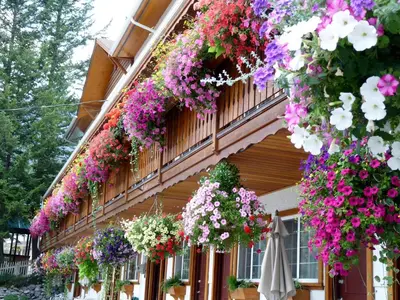 a building with lots of flowers hanging from it at Gateway Motel in Radium Hot Springs