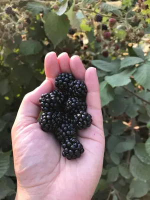 a hand holding a bunch of blackberries at Wisteria Guest House in Ganges