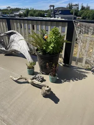 a bird skeleton and two plants on a patio at Pacific Rim Guest Lodge - Adults Only in Ucluelet