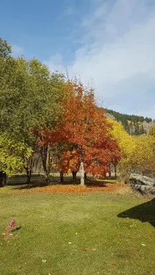a group of trees in a field with autumn leaves at Rivermount Motel in Little Fort