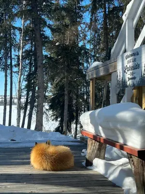 a hedgehog laying on a wooden deck in the snow at Great Slave Lakeside Bed & Breakfast in Yellowknife