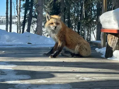 a fox sitting on a wooden deck in the snow at Great Slave Lakeside Bed & Breakfast in Yellowknife