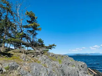a group of trees on top of a rocky mountain at A Cozy Family get away suite in South Nanaimo in Nanaimo