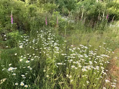 a field filled with lots of white and purple flowers at Forest by the Sea Rentals in Merville