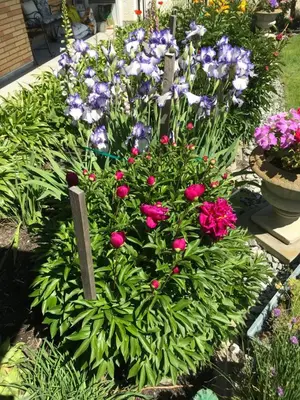 a display of flowers in a garden at Your home away from home in Kelowna