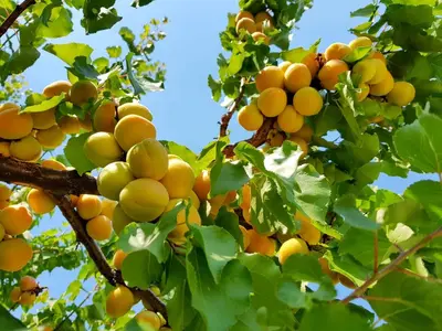 a bunch of oranges hanging from a tree at The Orchard at Oliver in Oliver