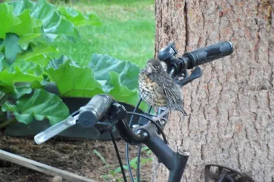 a bird perched on the handle of a bike at Queen, walk to village center in Whitehorse