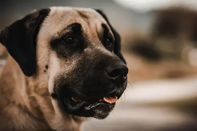 a close up of a brown dog looking at something at Stirling House in Kelowna
