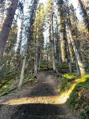 a person on a trail in the woods at Rundle Rise - Spacious Condo Steps from Main Street in Canmore