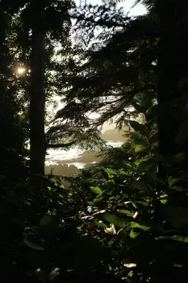 a view of the sun through the trees at Le Chalet Waterfront Studio Suite, View, Patio, Kitchen in Ucluelet