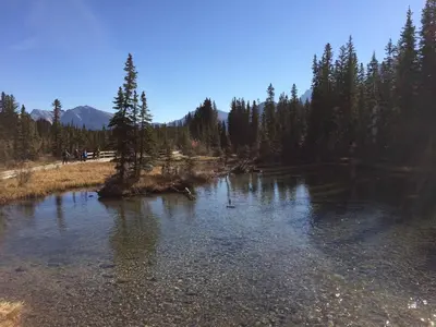 a river with trees in the middle of a forest at Apartment 406, Indigenous Artefacts in Canmore