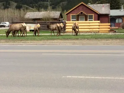 a group of animals grazing on the side of a road at Apartment 407, Contemporary Decor in Canmore