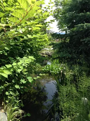 a small pond in the middle of a garden at All Seasons Bed & Breakfast in Kelowna