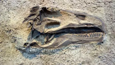 a skeleton of a dinosaur in the dirt at The Hidden Hollow Suite - Downtown in Drumheller