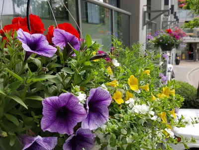 a bunch of colorful flowers in a garden at Accent Inns Vancouver Airport in Richmond