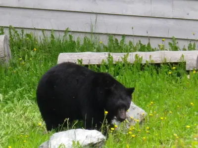a black bear walking in the grass near some rocks at Belle Neige Whistler in Whistler