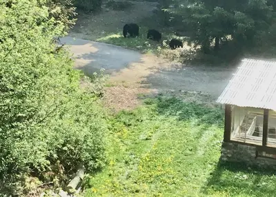 two black bears walking down a road in a field at Belle Neige Whistler in Whistler