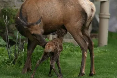 a baby deer standing next to its mother at Banff Gate vacation townhouse in Canmore