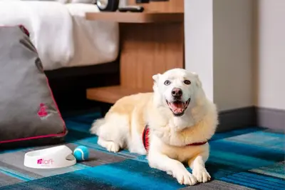 a white dog laying on the floor in a room at Aloft Hotel Calgary University in Calgary
