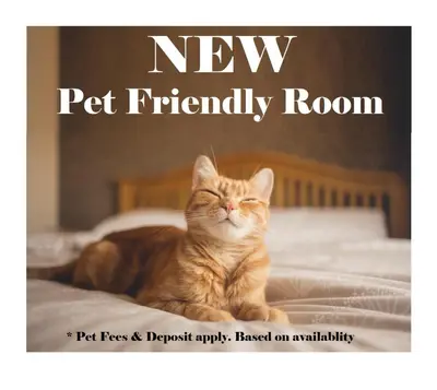 an orange cat sitting on top of a bed at Stars Inn - Motel in Fort Saskatchewan