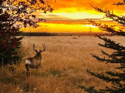 a deer standing in a field at sunset at Mountain View One Bedroom Vacation Suite - WindTower 119 in Canmore