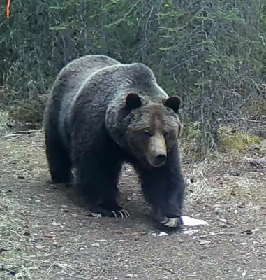 a large brown bear walking down a dirt road at Rocky Mountain Escape Dome & Log Cabin Rentals - Rock Lake in Rock Lake Provincial Park