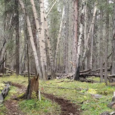 a forest with white trees and a dirt trail at Rocky Mountain Escape Dome & Log Cabin Rentals - Rock Lake in Rock Lake Provincial Park
