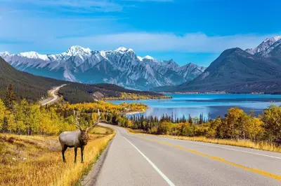 a bull elk standing on the side of a road at Incredible Mountain View Townhouse in DT Canmore w/ A/C & U/A Parking in Canmore