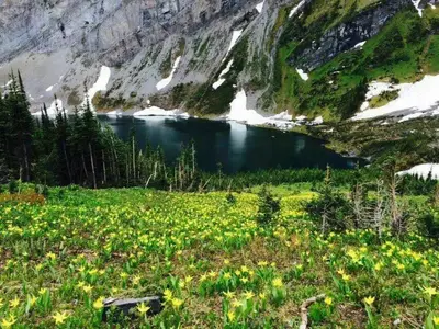 a lake in the middle of a mountain with flowers at Sunny Tranquil Woods Turret in Falcon Crest Lodge in Canmore
