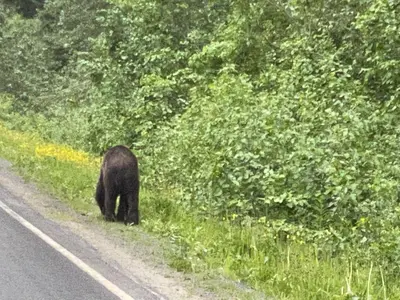 a black bear walking on the side of a road at The Cabin in Stewart