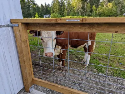 a cow standing behind a fence in a field at The Cottage on the Farm in Ladysmith