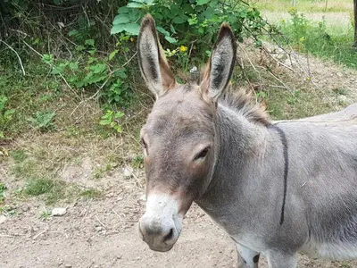 a donkey is standing on a dirt road at The Cottage on the Farm in Ladysmith