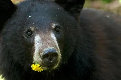 a black bear with a yellow flower in its mouth at Newly renovated Blue Sky - Family Fun - 2 Bed -2 Bath in Canmore