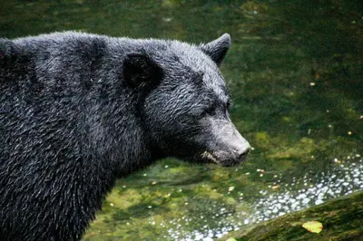 a black bear is standing in the water at Liahona Guest House in Ucluelet