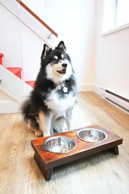 a dog sitting next to two bowls on a wooden table at Victoria's Parliamentary Suite with Private Rooftop Patio & Harbour View in Victoria