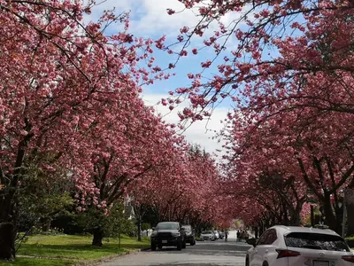 a street lined with trees with pink blossoms at Jimmy B&B in Surrey