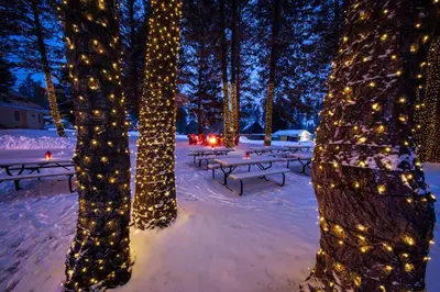 a group of trees decorated with lights in the snow at RidgeView Resort in Radium Hot Springs