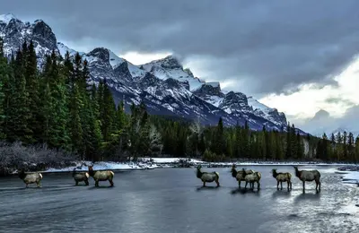 a herd of sheep walking across a river with snow covered mountains at Beautiful Renovated Wolf 2Bed 2Bath in Canmore