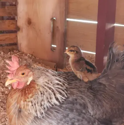 two chickens sitting next to each other in a barn at Global Village Permaculture BnB in Oliver