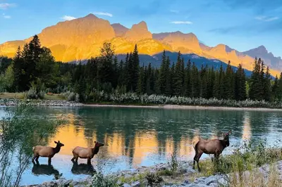three deer standing in the water with mountains in the background at unit #301 Mountain view 2BR in Canmore Down town in Canmore