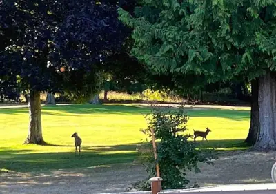 two animals standing in the grass under trees at Oceanside Manor - Golf Course View in Qualicum Beach