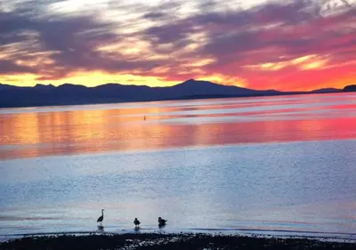 three birds standing in the water at sunset at Oceanside Manor - Ocean View in Qualicum Beach