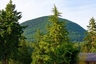 a group of trees in front of a mountain at Caboose in Bowen Island