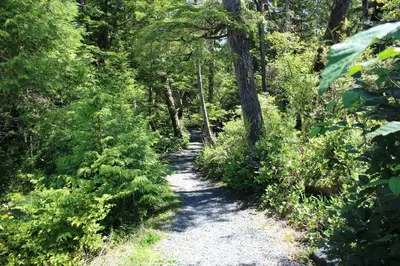 a dirt trail in a forest with trees and bushes at Brown's Beach Guest Suite in Ucluelet