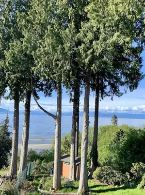 a group of trees in front of the ocean at Waterfront Eagle Nest in Nanaimo